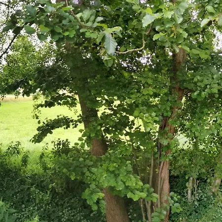 Gemütliches An Der Schilde *
